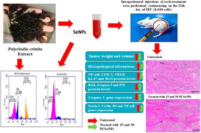 New insights into the anticancer effects of Polycladia crinita aqueous extract and its selenium nanoformulation against the solid Ehrlich carcinoma model in mice via VEGF, notch 1, NF-кB, cyclin D1, and caspase 3 signaling pathway